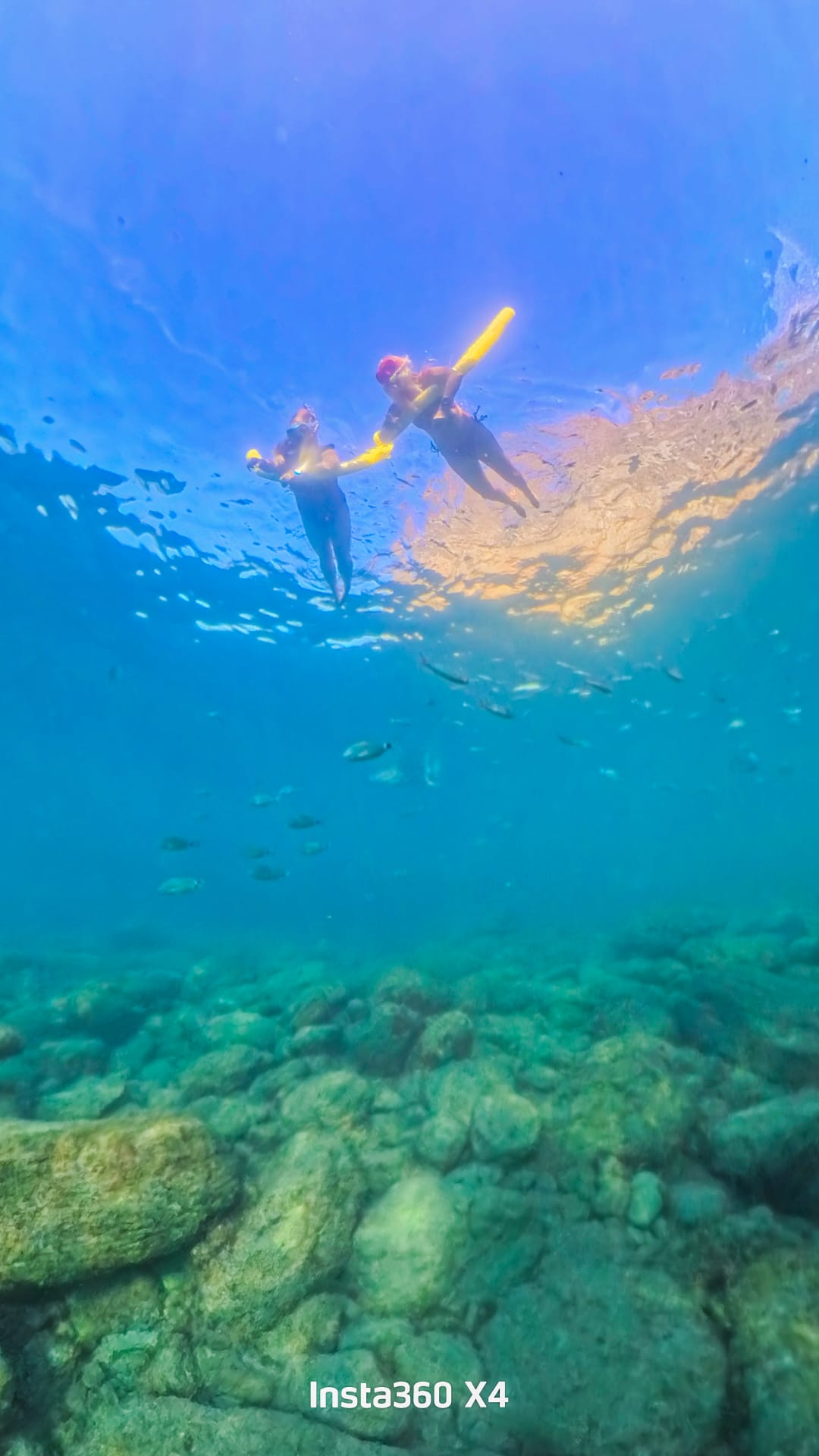 Tortuga marina en Gran Canaria